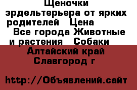 Щеночки эрдельтерьера от ярких родителей › Цена ­ 25 000 - Все города Животные и растения » Собаки   . Алтайский край,Славгород г.